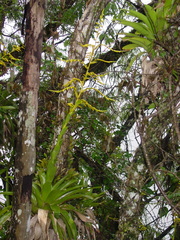 Vriesea