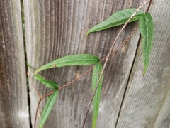 Thyrsanthella difformis
