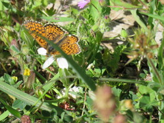 Melitaea cinxia