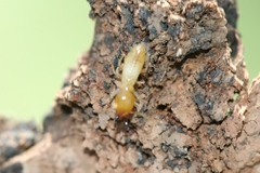 Coptotermes acinaciformis