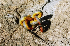 Diadophis punctatus regalis