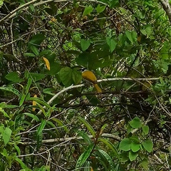 Phaenicophilus palmarum