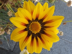 Gazania