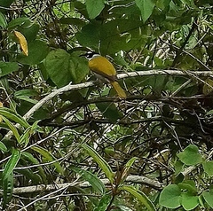 Phaenicophilus palmarum