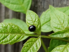 Exochomus marginipennis