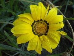 Gazania