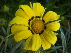 Gazania