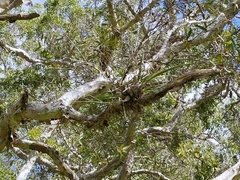 Dendrobium canaliculatum