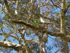 Dendrobium canaliculatum