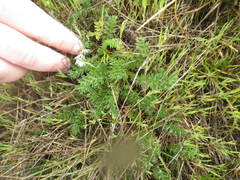 Acaena pinnatifida californica