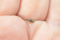 Phyllobius betulinus