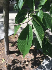 Ulmus