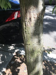 Ulmus