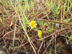 Potentilla hickmanii