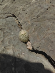 Echinocereus pectinatus pectinatus