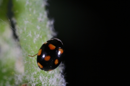 Ten-spotted Spurleg photo 5