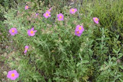 Cistus creticus eriocephalus