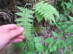 Dennstaedtia punctilobula