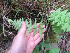 Dennstaedtia punctilobula
