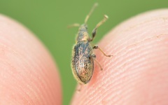 Phyllobius betulinus