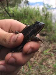 Lithobates virgatipes