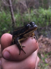 Lithobates virgatipes