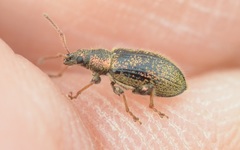 Phyllobius betulinus