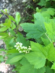 Ribes hudsonianum petiolare