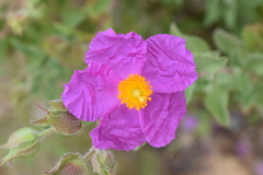 Cistus creticus eriocephalus