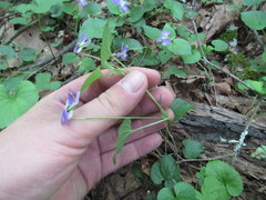 Viola appalachiensis