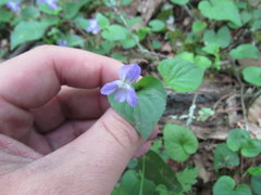 Viola appalachiensis