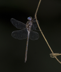 Macrothemis inacuta
