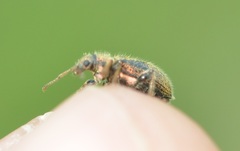 Phyllobius betulinus