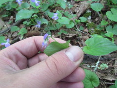 Viola appalachiensis