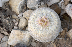 Epithelantha bokei
