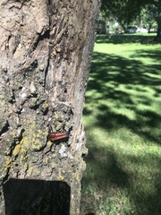 Stenelytrana emarginata