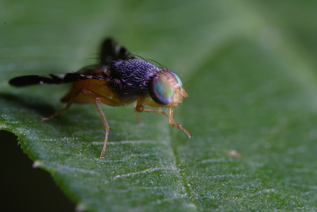 Xanthaciura insecta