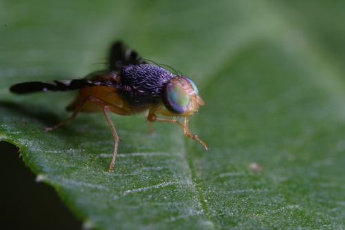 Xanthaciura insecta