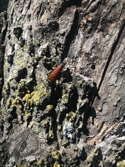 Stenelytrana emarginata