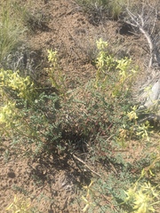 Astragalus curvicarpus