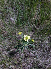 Ranunculus rhomboideus