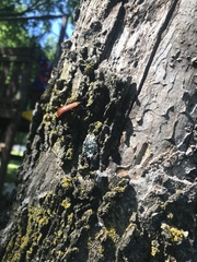 Stenelytrana emarginata