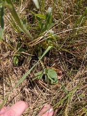 Ranunculus rhomboideus