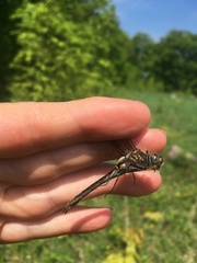 Cordulia shurtleffii