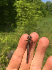 Cordulia shurtleffii