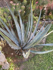 Agave tequilana