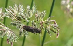 Elateridae