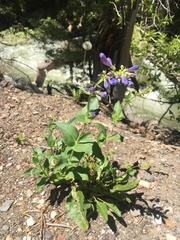 Penstemon cyananthus