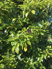 Hypolimnas bolina nerina