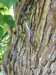 Anolis carolinensis